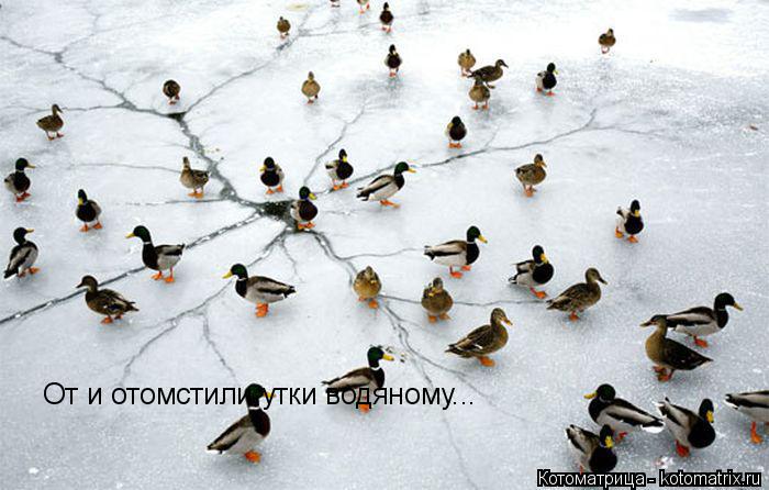 Котоматрица: От и отомстили утки водяному...