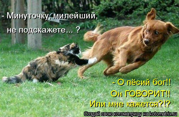 Котоматрица: - Минуточку, милейший, - О пёсий бог!! Он ГОВОРИТ!! Или мне кажется?!? не подскажете... ?