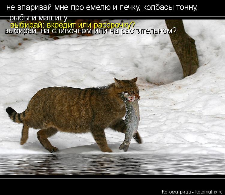 Котоматрица: не впаривай мне про емелю и печку, колбасы тонну, рыбы и машину выбирай: вкредит или рассрочку? выбирай: на сливочном или на растительном?