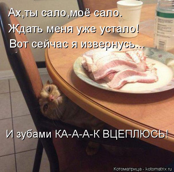 Котоматрица: Ах,ты сало,моё сало. Ждать меня уже устало! Вот сейчас я извернусь... И зубами КА-А-А-К ВЦЕПЛЮСЬ!