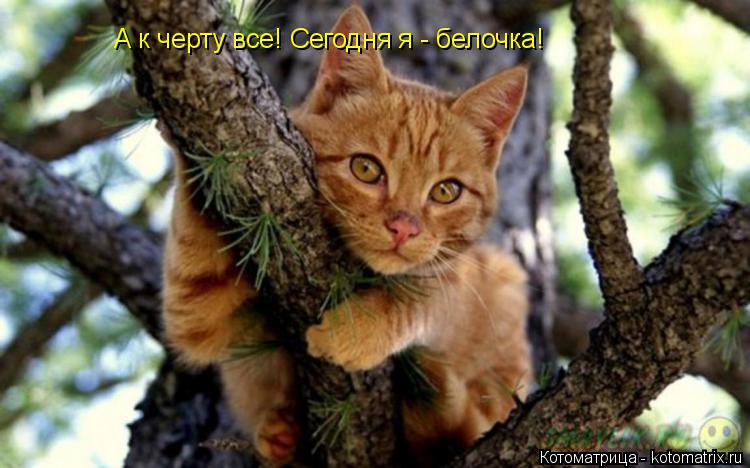 Котоматрица: А к черту все! Сегодня я - белочка!