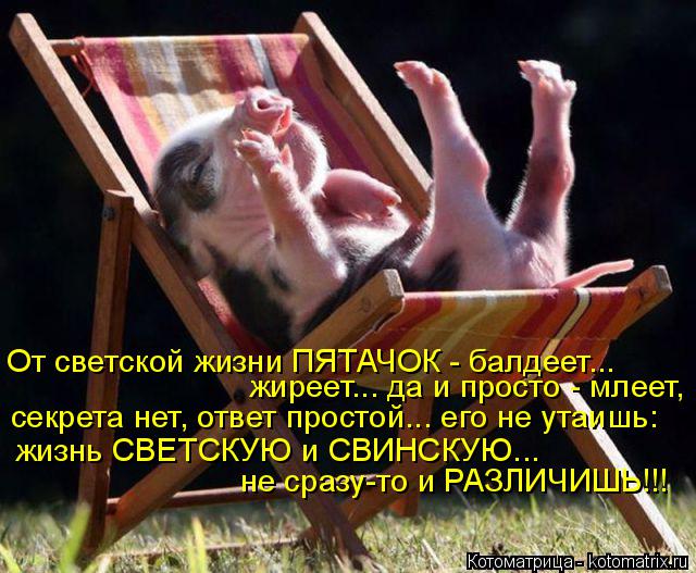 Котоматрица: От светской жизни ПЯТАЧОК - балдеет... жиреет... да и просто - млеет,  секрета нет, ответ простой... его не утаишь: жизнь СВЕТСКУЮ и СВИНСКУЮ... не 