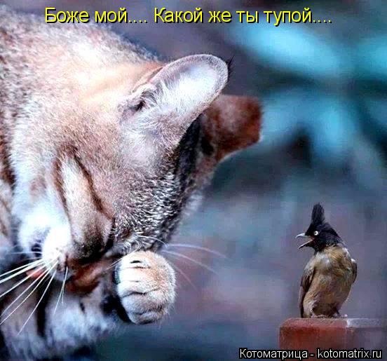 Котоматрица: Боже мой.... Какой же ты тупой....