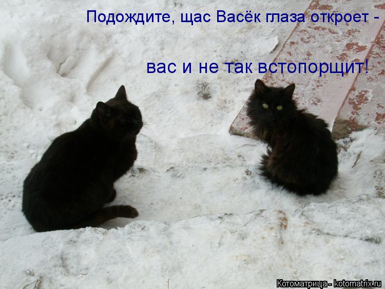 Котоматрица: Подождите, щас Васёк глаза откроет -  вас и не так встопорщит!