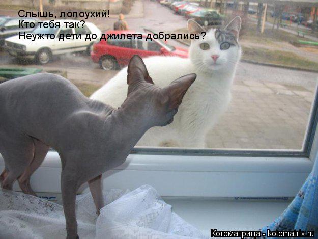 Котоматрица: Слышь, лопоухий! Кто тебя так? Неужто дети до джилета добрались?