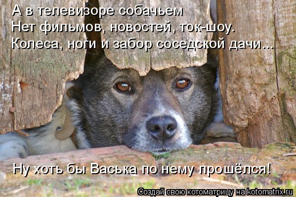 Котоматрица: А в телевизоре собачьем  Нет фильмов, новостей, ток-шоу. Колеса, ноги и забор соседской дачи... Ну хоть бы Васька по нему прошёлся!