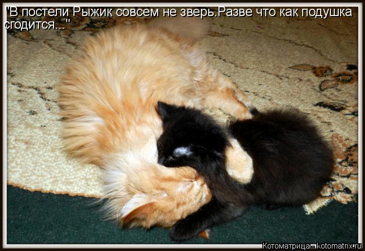 Котоматрица: "В постели Рыжик совсем не зверь.Разве что как подушка сгодится..."