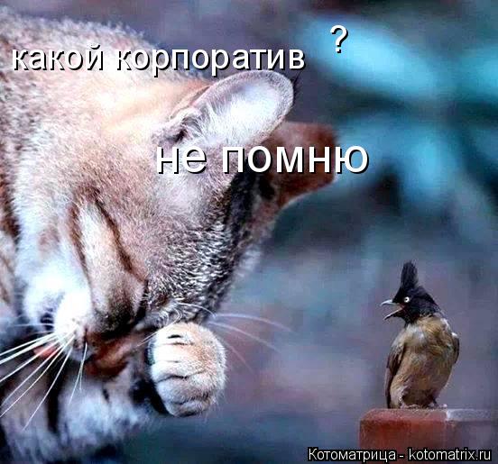 Котоматрица: какой корпоратив ? не помню