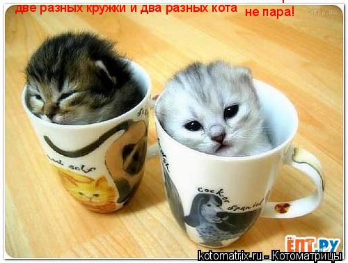 Котоматрица: две разных кружки и два разных кота  не пара! не пара!
