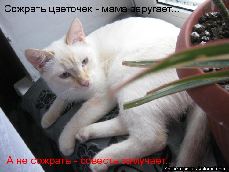 Котоматрица: Сожрать цветочек - мама заругает... А не сожрать - совесть замучает...
