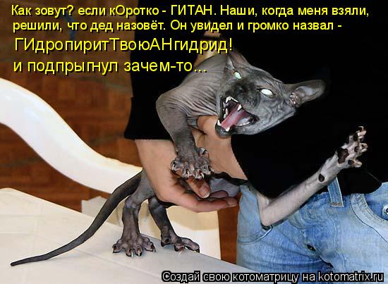 Как зовут? если кОротко - ГИТАН. Наши, когда меня взяли, решили, что дед назовёт. Он увидел и громко... Котоматрица: Как зовут? если кОротко - ГИТАН. Наши, когда меня взяли, решили, что дед назовёт. Он увидел и громко назвал - ГИдропиритТвоюАНгидрид! и подпры