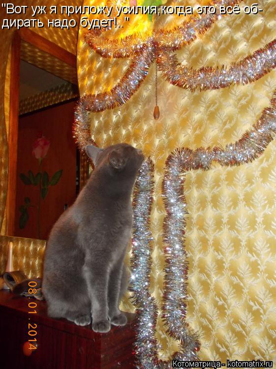 Котоматрица: "Вот уж я приложу усилия,когда это всё об- дирать надо будет!.."