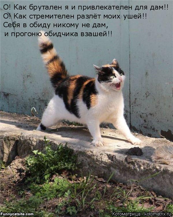 Котоматрица: О! Как брутален я и привлекателен для дам!! О! Как стремителен разлёт моих ушей!! Себя в обиду никому не дам, и прогоню обидчика взашей!!