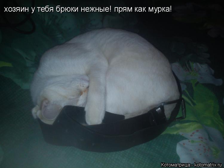Котоматрица: хозяин у тебя брюки нежные! прям как мурка!