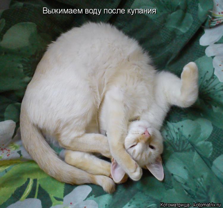 Котоматрица: Выжимаем воду после купания
