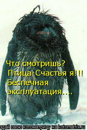 Котоматрица: Что смотришь? Беспечная  эксплуатация....  Птица-Счастья я!!!