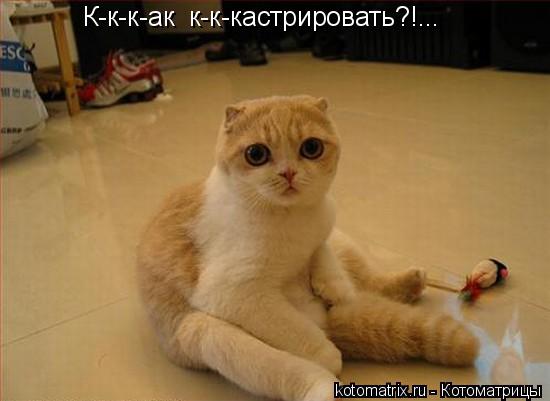 Котоматрица: К-к-к-ак  к-к-кастрировать?!...