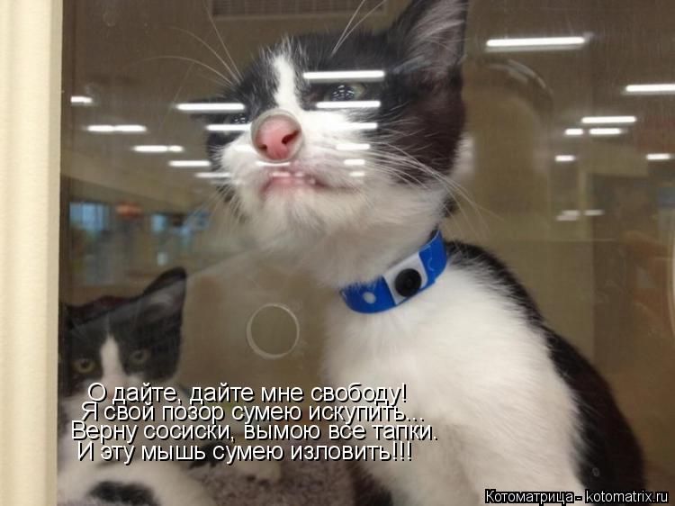 Котоматрица: О дайте, дайте мне свободу! Я свой позор сумею искупить... Верну сосиски, вымою все тапки. И эту мышь сумею изловить!!!