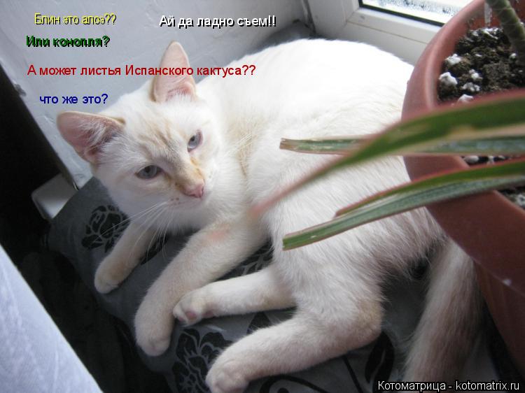 Блин это алоэ?? Или конопля? А может листья Испанского кактуса?? что же это? Ай да ладно съем!!... Котоматрица: Блин это алоэ?? Или конопля? А может листья Испанского кактуса?? что же это? Ай да ладно съем!!