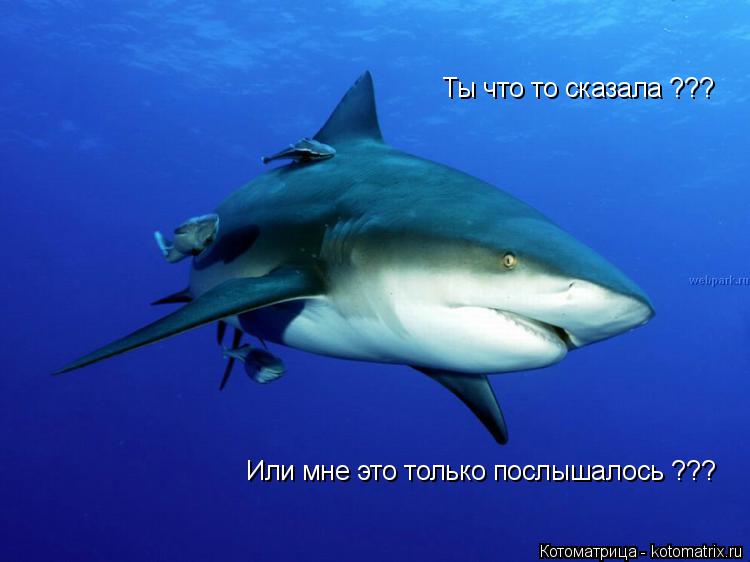 Ты что то сказала ??? Или мне это только послышалось ???... Котоматрица: Ты что то сказала ??? Или мне это только послышалось ???