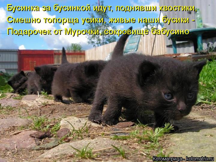 Котоматрица: Бусинка за бусинкой идут, поднявши хвостики, Смешно топорща усики, живые наши бусики -  Подарочек от Мурочки, сокровище бабусино