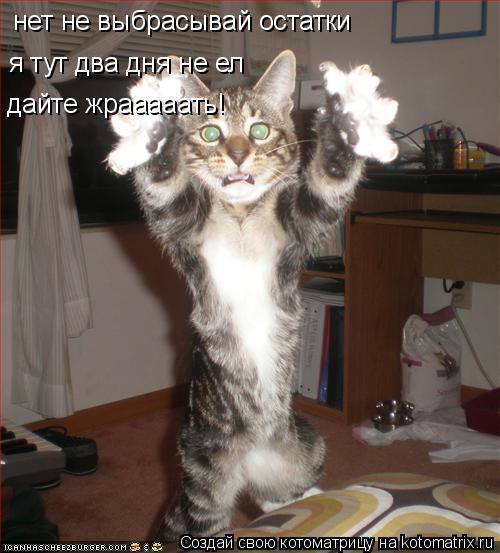 Котоматрица: нет не выбрасывай остатки я тут два дня не ел дайте жрааааать!