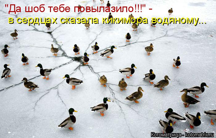 Котоматрица: "Да шоб тебе повылазило!!!" -  в сердцах сказала кикимора водяному...