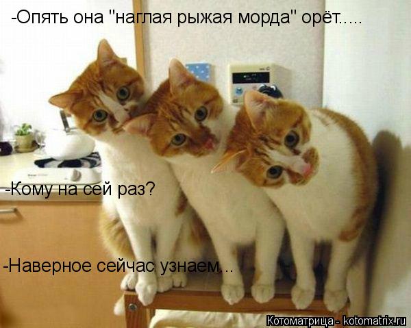 -Опять она "наглая рыжая морда" орёт..... -Кому на сей раз? -Наверное сейчас узнаем...... Котоматрица: -Опять она "наглая рыжая морда" орёт..... -Кому на сей раз? -Наверное сейчас узнаем...