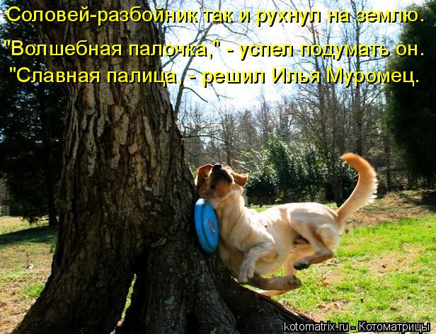 Котоматрица: Соловей-разбойник так и рухнул на землю. "Славная палица, - решил Илья Муромец. "Волшебная палочка," - успел подумать он.