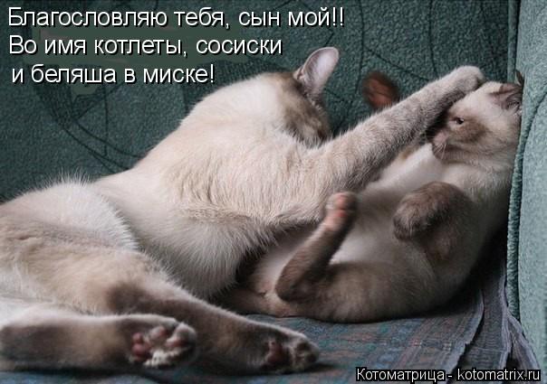 Котоматрица: Благословляю тебя, сын мой!! Во имя котлеты, сосиски и беляша в миске!