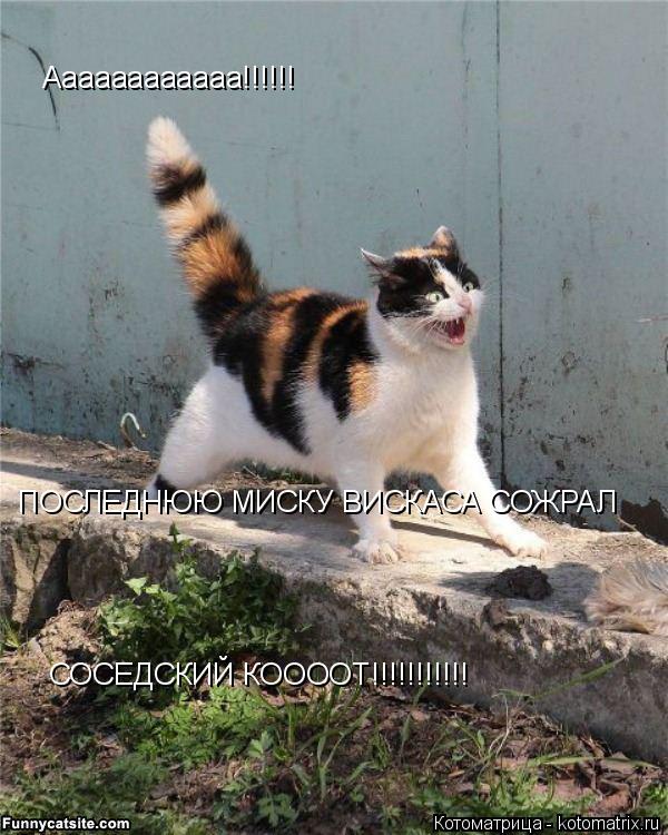 Котоматрица: Аааааааааааа!!!!!! ПОСЛЕДНЮЮ МИСКУ ВИСКАСА СОЖРАЛ  СОСЕДСКИЙ КООООТ!!!!!!!!!!!