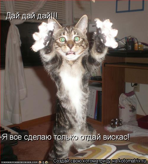 Котоматрица: Дай дай дай!!! Я все сделаю только отдай вискас!