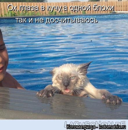 Котоматрица: Ох,глаза в кучу,а одной блохи  так и не досчитываюсь