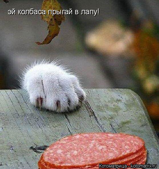 Котоматрица: эй колбаса прыгай в лапу!