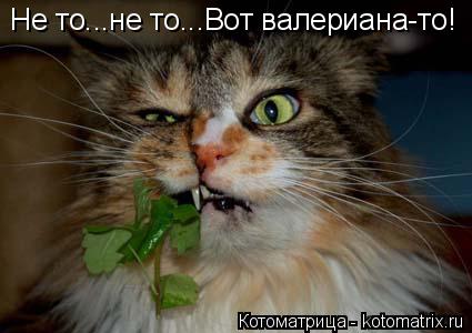 Котоматрица: Не то...не то...Вот валериана-то!