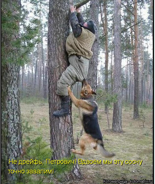 Не дрейфь, Петрович! Вдвоём мы эту сосну точно завалим!... Котоматрица: Не дрейфь, Петрович! Вдвоём мы эту сосну точно завалим!