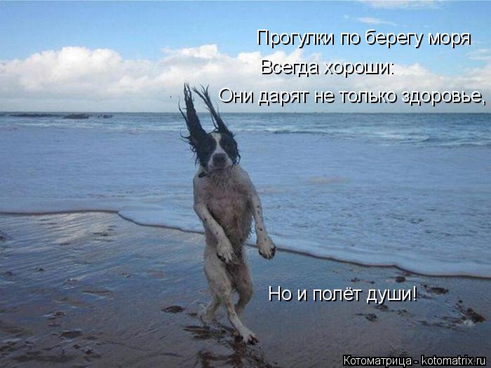 Прогулки по берегу моря Всегда хороши: Они дарят не только здоровье, Но и полёт души!... Котоматрица: Прогулки по берегу моря Всегда хороши: Они дарят не только здоровье, Но и полёт души!