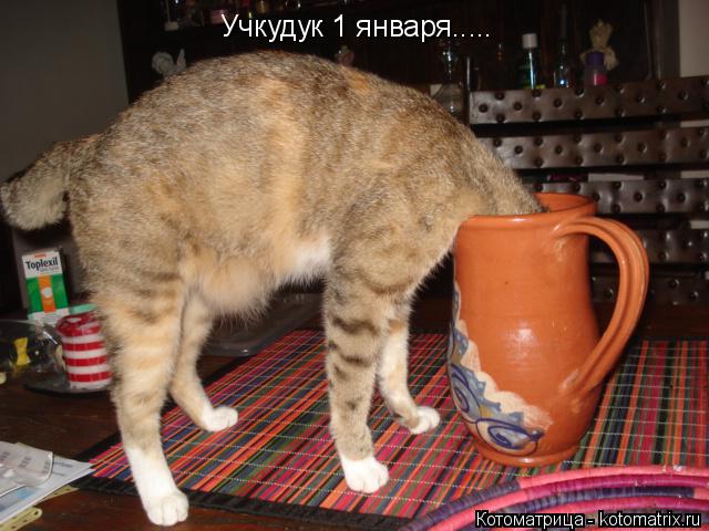 Котоматрица: Учкудук 1 января.....