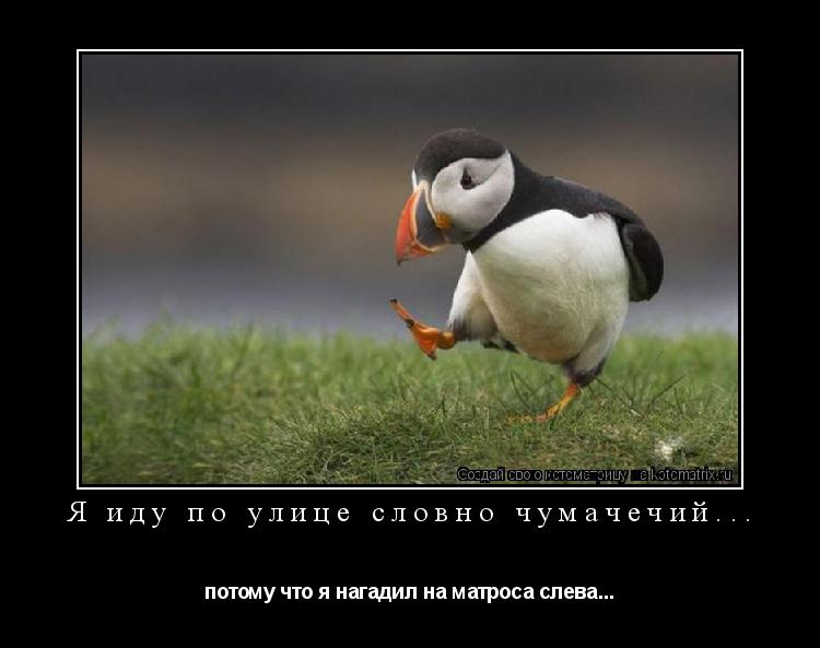 Котоматрица: Я иду по улице словно чумачечий... потому что я нагадил на матроса слева...