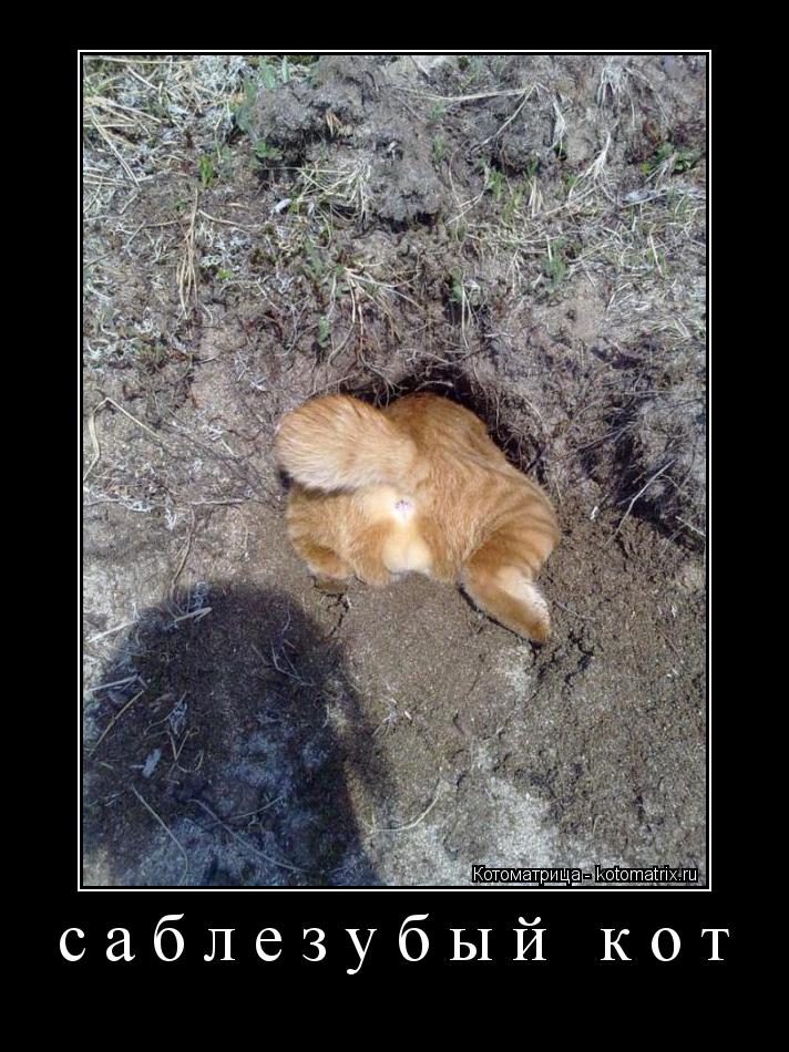 Котоматрица: саблезубый кот 