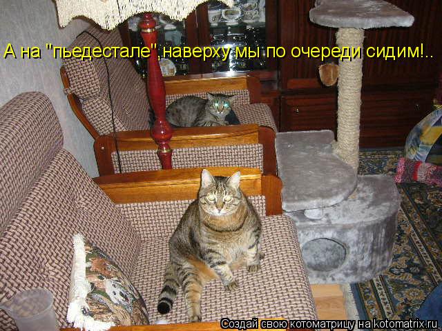 Котоматрица: А на "пьедестале",наверху мы по очереди сидим!..