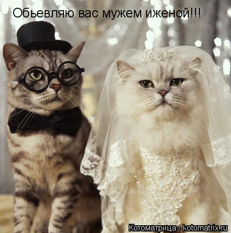 Обьевляю вас мужем иженой!!!... Котоматрица: Обьевляю вас мужем иженой!!!