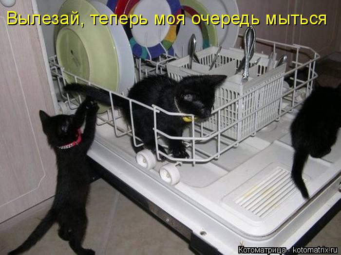 Котоматрица: Вылезай, теперь моя очередь мыться