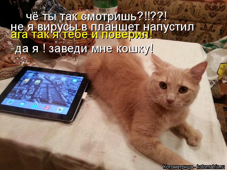 Котоматрица: чё ты так смотришь?!!??! не я вирусы в планшет напустил ага так я тебе и поверил! да я ! заведи мне кошку!