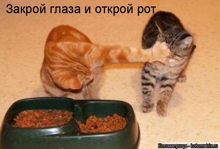Котоматрица: Закрой глаза и открой рот