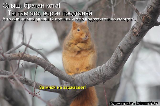 Слыш, братан котэ! Ты там это, ворон поодганяй А то они на мой упавший орешек что то подозрительно см... Котоматрица: Слыш, братан котэ! Ты там это, ворон поодганяй А то они на мой упавший орешек что то подозрительно смотрят.. За мной не заржавеет!