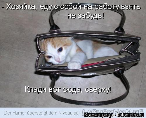 Котоматрица: - Хозяйка, еду с собой на работу взять не забудь! Клади вот сюда, сверху!
