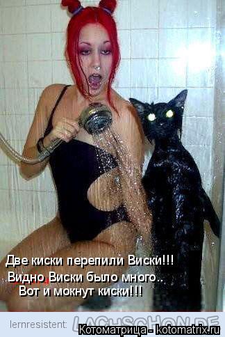 Котоматрица: Две киски перепили Виски!!! Видно Виски было много.. Вот и мокнут киски!!!