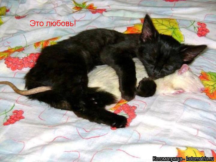 Это любовь!... Котоматрица: Это любовь!
