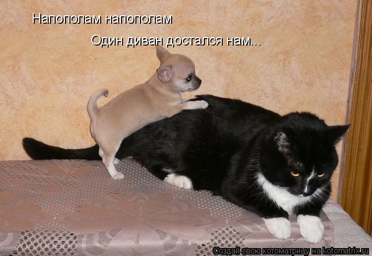 Котоматрица: Напополам напополам Один диван достался нам...